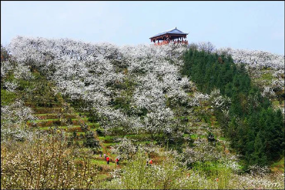 【春天，广西桂林灌阳县向您发出邀请！】我们在灌阳看梨花 - 游山玩水 - 渭南生活社区 - 渭南28生活网 wn.28life.net