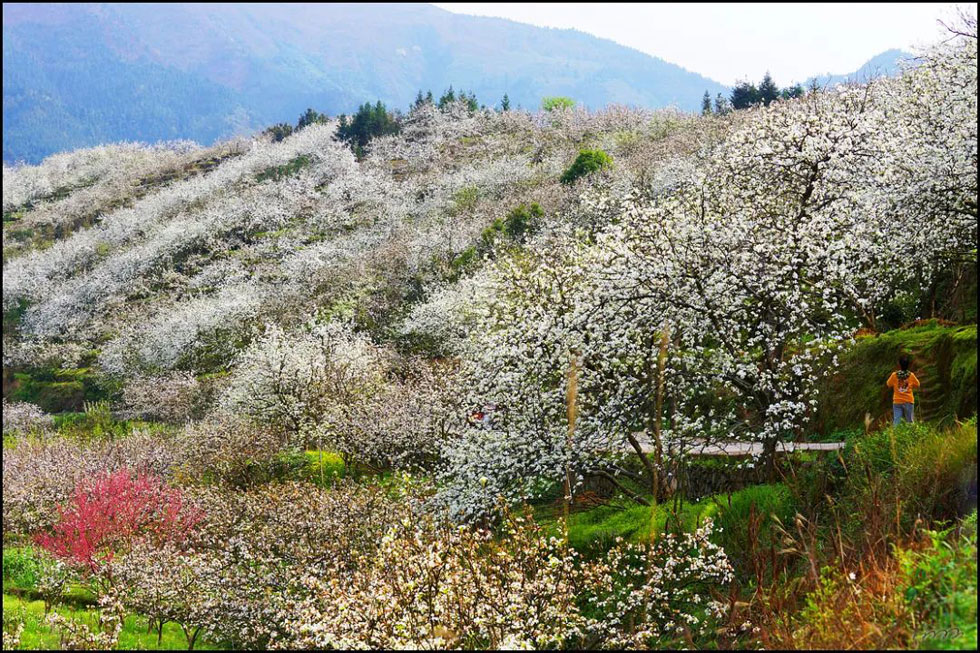 【春天，广西桂林灌阳县向您发出邀请！】我们在灌阳看梨花 - 游山玩水 - 渭南生活社区 - 渭南28生活网 wn.28life.net