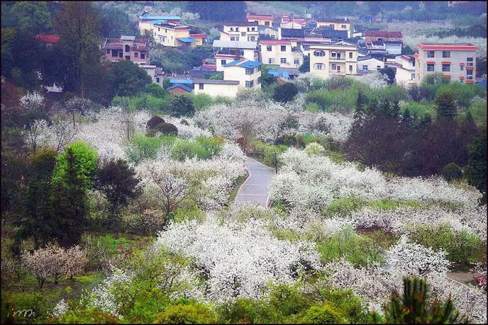【春天，广西桂林灌阳县向您发出邀请！】我们在灌阳看梨花 - 游山玩水 - 渭南生活社区 - 渭南28生活网 wn.28life.net