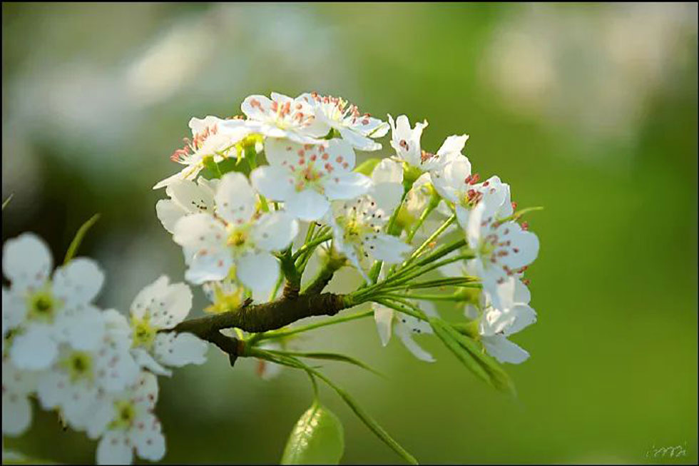 【春天，广西桂林灌阳县向您发出邀请！】我们在灌阳看梨花 - 游山玩水 - 渭南生活社区 - 渭南28生活网 wn.28life.net