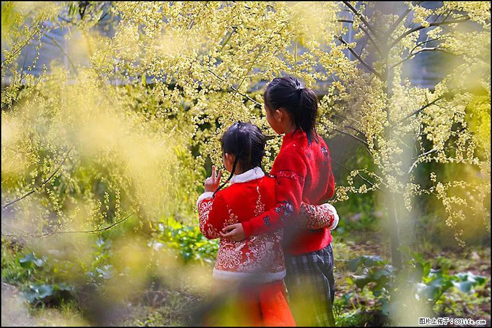 【春天，广西桂林灌阳县向您发出邀请！】米珠山前有片山苍子花在飘香 - 游山玩水 - 渭南生活社区 - 渭南28生活网 wn.28life.net