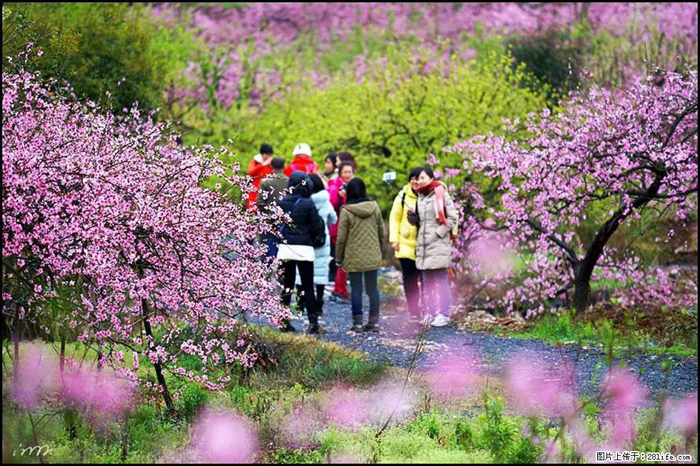 【春天,广西桂林灌阳县向您发出邀请!】官庄村有个醉美的桃花园 - 游山玩水 - 渭南生活社区 - 渭南28生活网 wn.28life.net