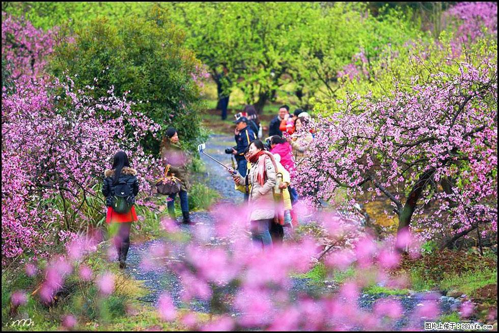 【春天,广西桂林灌阳县向您发出邀请!】官庄村有个醉美的桃花园 - 游山玩水 - 渭南生活社区 - 渭南28生活网 wn.28life.net