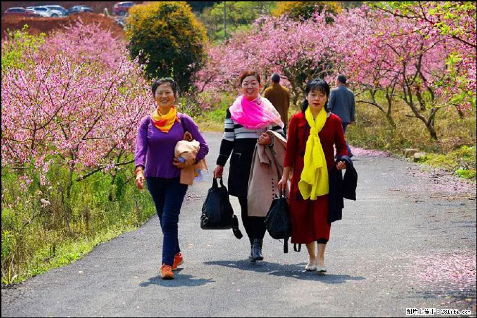 【春天,广西桂林灌阳县向您发出邀请!】官庄村有个醉美的桃花园 - 游山玩水 - 渭南生活社区 - 渭南28生活网 wn.28life.net