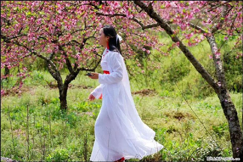 【春天,广西桂林灌阳县向您发出邀请!】官庄村有个醉美的桃花园 - 游山玩水 - 渭南生活社区 - 渭南28生活网 wn.28life.net