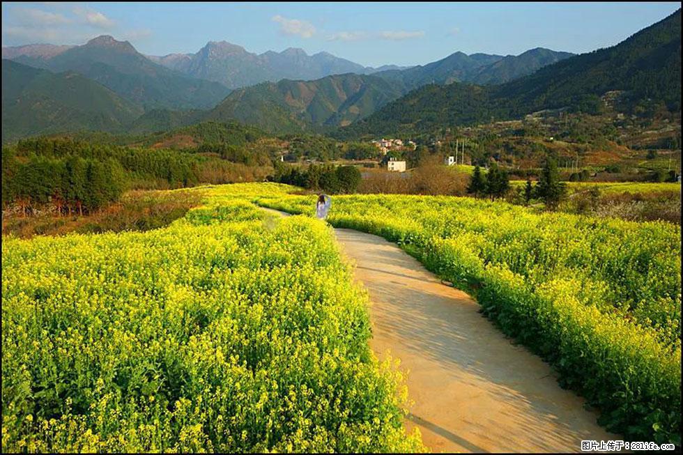 【春天，广西桂林灌阳县向您发出邀请！】长坪村油菜盛情花开 - 游山玩水 - 渭南生活社区 - 渭南28生活网 wn.28life.net