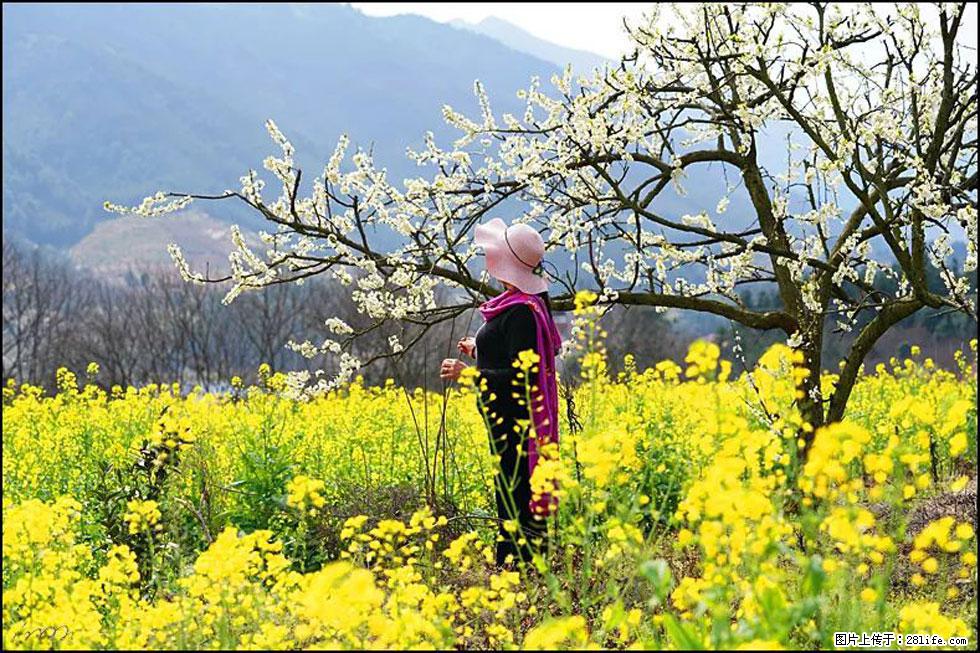【春天，广西桂林灌阳县向您发出邀请！】长坪村油菜盛情花开 - 游山玩水 - 渭南生活社区 - 渭南28生活网 wn.28life.net