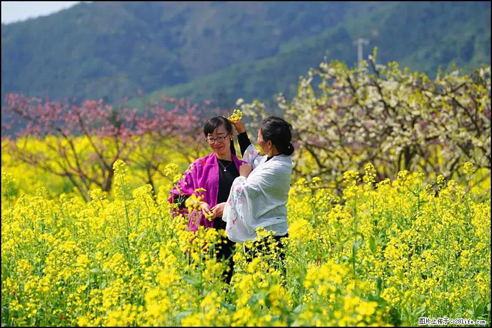 【春天，广西桂林灌阳县向您发出邀请！】长坪村油菜盛情花开 - 游山玩水 - 渭南生活社区 - 渭南28生活网 wn.28life.net