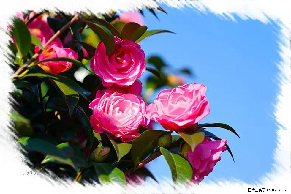 【春天，广西桂林灌阳县向您发出邀请！】杨柳井茶花惹人爱 - 游山玩水 - 渭南生活社区 - 渭南28生活网 wn.28life.net