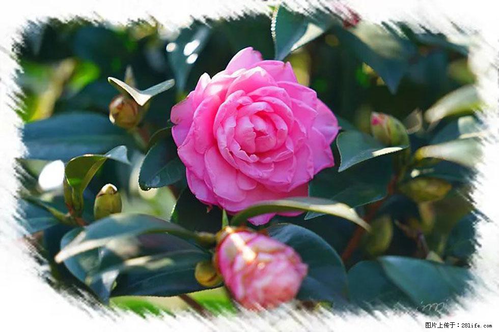 【春天，广西桂林灌阳县向您发出邀请！】杨柳井茶花惹人爱 - 游山玩水 - 渭南生活社区 - 渭南28生活网 wn.28life.net