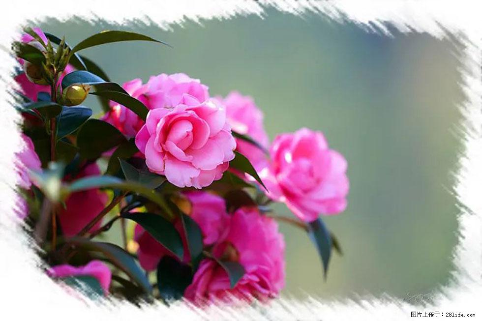 【春天，广西桂林灌阳县向您发出邀请！】杨柳井茶花惹人爱 - 游山玩水 - 渭南生活社区 - 渭南28生活网 wn.28life.net