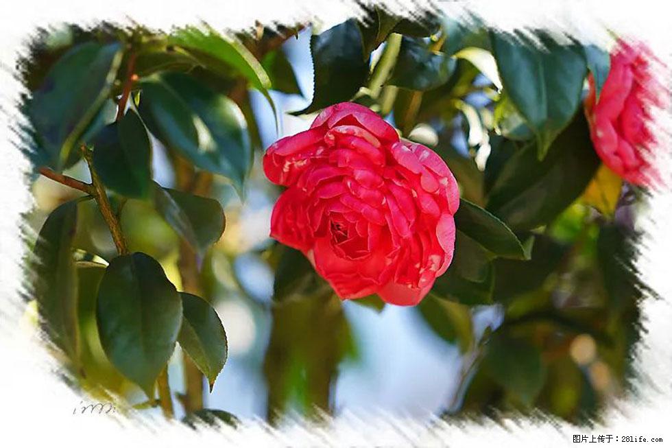 【春天，广西桂林灌阳县向您发出邀请！】杨柳井茶花惹人爱 - 游山玩水 - 渭南生活社区 - 渭南28生活网 wn.28life.net