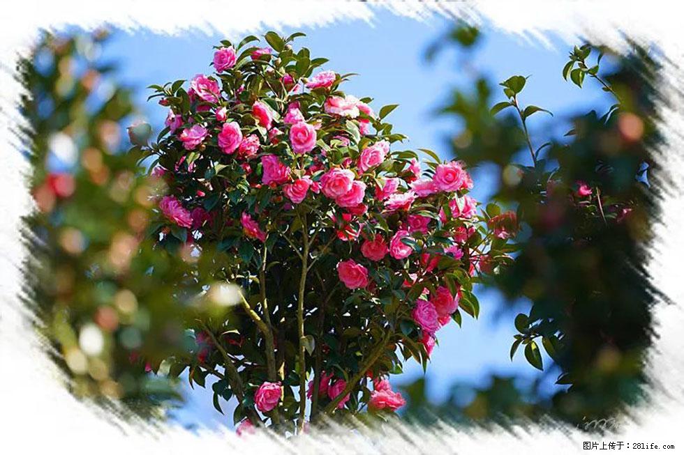 【春天，广西桂林灌阳县向您发出邀请！】杨柳井茶花惹人爱 - 游山玩水 - 渭南生活社区 - 渭南28生活网 wn.28life.net