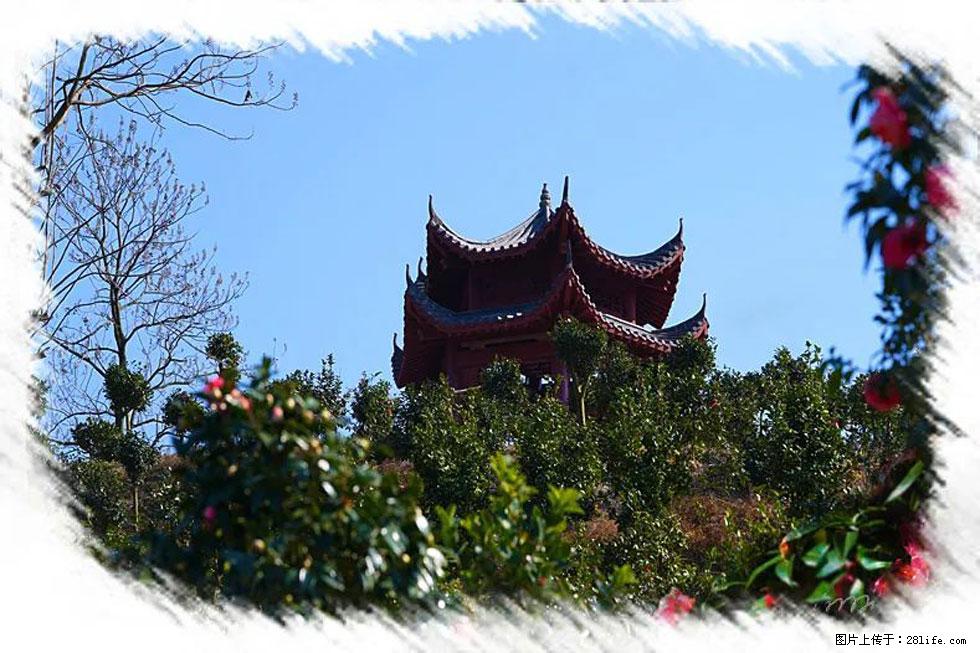 【春天，广西桂林灌阳县向您发出邀请！】杨柳井茶花惹人爱 - 游山玩水 - 渭南生活社区 - 渭南28生活网 wn.28life.net