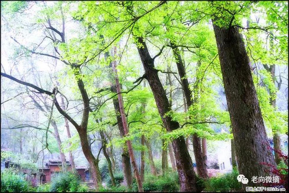 【春天，广西桂林灌阳县向您发出邀请！】在小龙村与春天约会 - 游山玩水 - 渭南生活社区 - 渭南28生活网 wn.28life.net