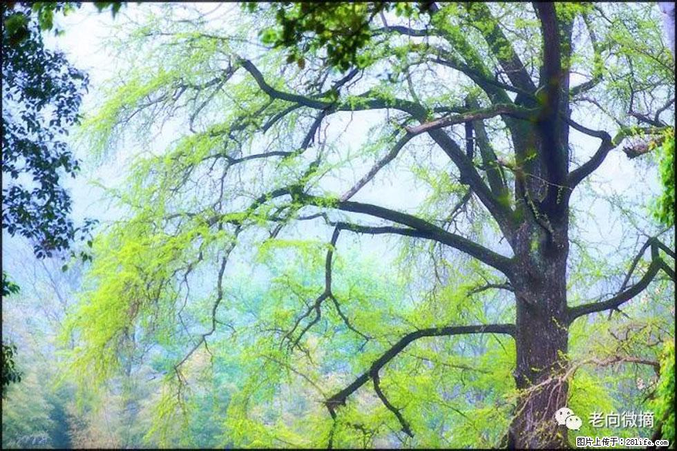 【春天，广西桂林灌阳县向您发出邀请！】在小龙村与春天约会 - 游山玩水 - 渭南生活社区 - 渭南28生活网 wn.28life.net
