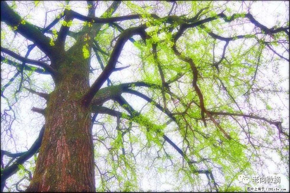 【春天，广西桂林灌阳县向您发出邀请！】在小龙村与春天约会 - 游山玩水 - 渭南生活社区 - 渭南28生活网 wn.28life.net