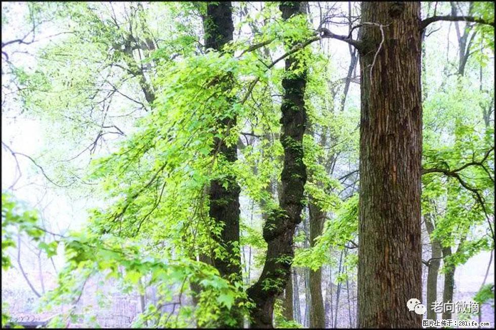 【春天，广西桂林灌阳县向您发出邀请！】在小龙村与春天约会 - 游山玩水 - 渭南生活社区 - 渭南28生活网 wn.28life.net