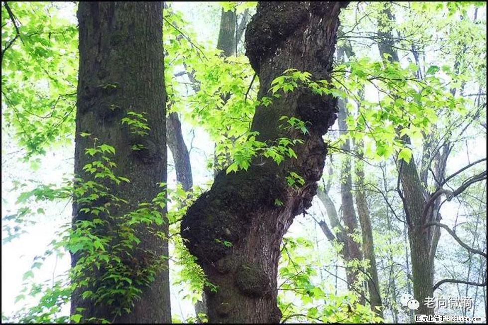 【春天，广西桂林灌阳县向您发出邀请！】在小龙村与春天约会 - 游山玩水 - 渭南生活社区 - 渭南28生活网 wn.28life.net