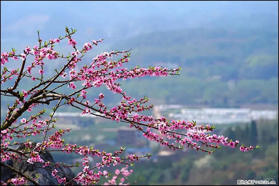 【春天，广西桂林灌阳县向您发出邀请！】望月岭上桃花开 - 游山玩水 - 渭南生活社区 - 渭南28生活网 wn.28life.net