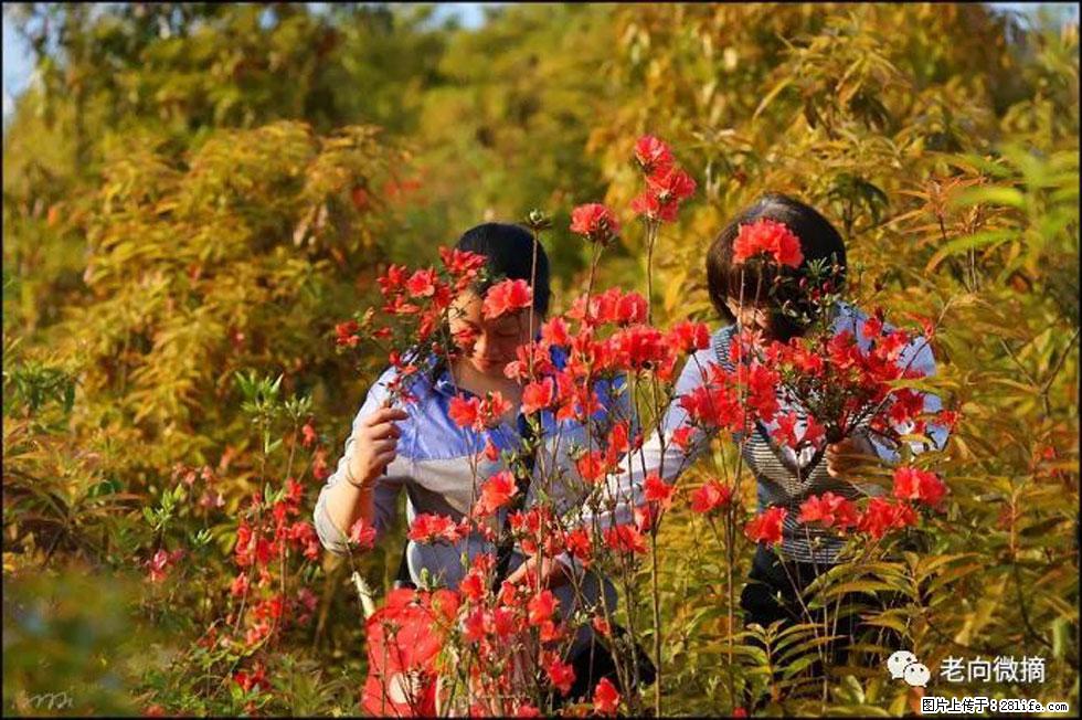 【春天，广西桂林灌阳县向您发出邀请！】登麒麟山，相约映山红 - 游山玩水 - 渭南生活社区 - 渭南28生活网 wn.28life.net