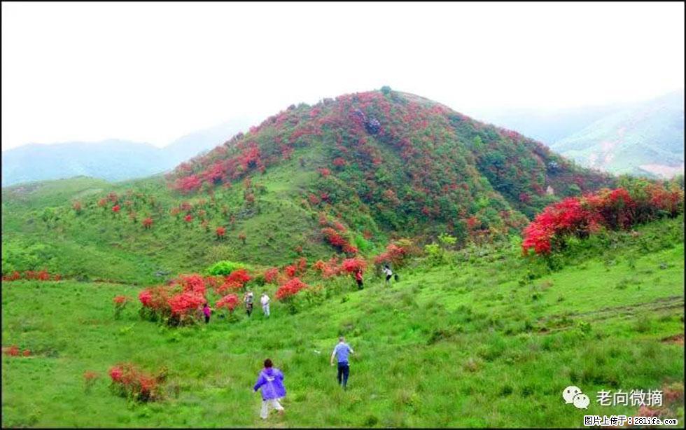 【春天，广西桂林灌阳县向您发出邀请！】宝盖山上映山红 - 游山玩水 - 渭南生活社区 - 渭南28生活网 wn.28life.net
