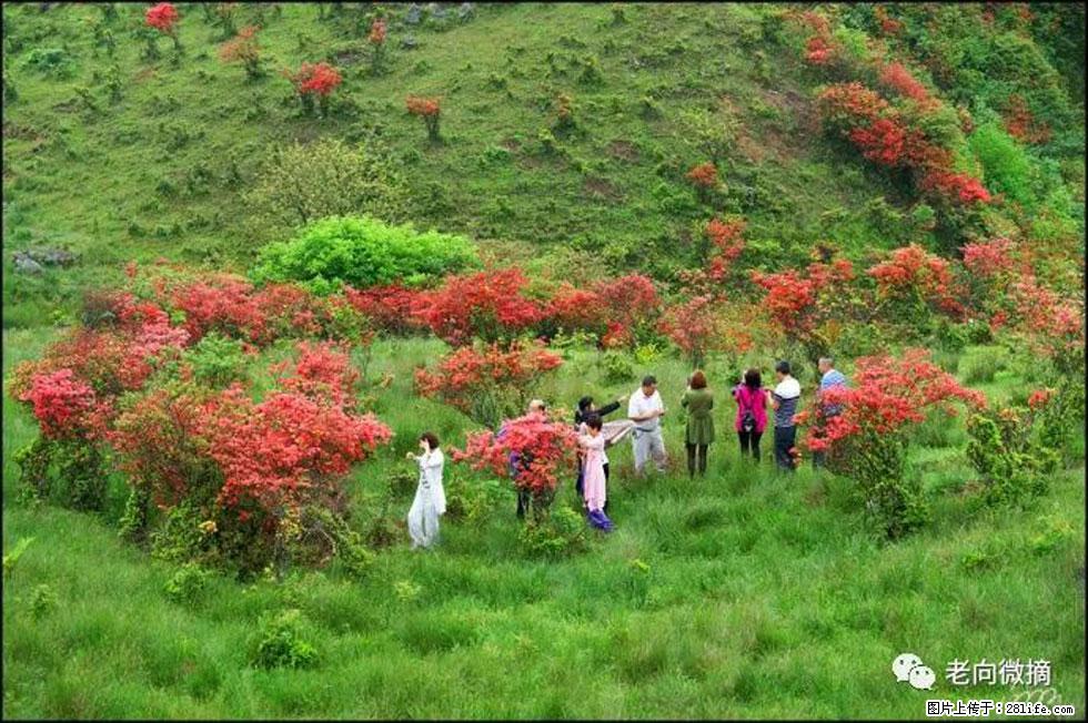 【春天，广西桂林灌阳县向您发出邀请！】宝盖山上映山红 - 游山玩水 - 渭南生活社区 - 渭南28生活网 wn.28life.net