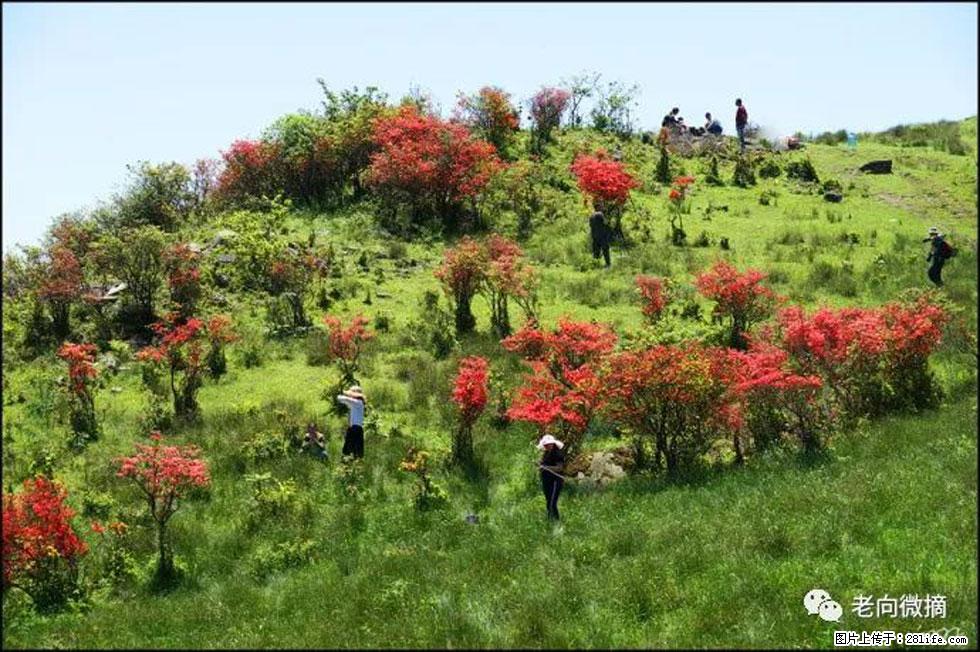 【春天，广西桂林灌阳县向您发出邀请！】宝盖山上映山红 - 游山玩水 - 渭南生活社区 - 渭南28生活网 wn.28life.net