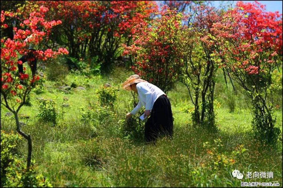 【春天，广西桂林灌阳县向您发出邀请！】宝盖山上映山红 - 游山玩水 - 渭南生活社区 - 渭南28生活网 wn.28life.net