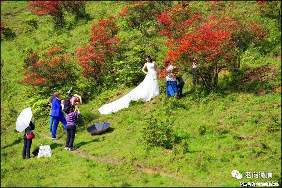 【春天，广西桂林灌阳县向您发出邀请！】宝盖山上映山红 - 游山玩水 - 渭南生活社区 - 渭南28生活网 wn.28life.net