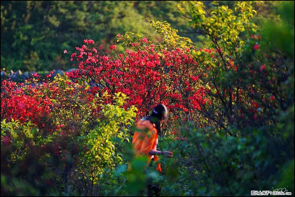 【春天，广西桂林灌阳县向您发出邀请！】春木界上映山红 - 游山玩水 - 渭南生活社区 - 渭南28生活网 wn.28life.net
