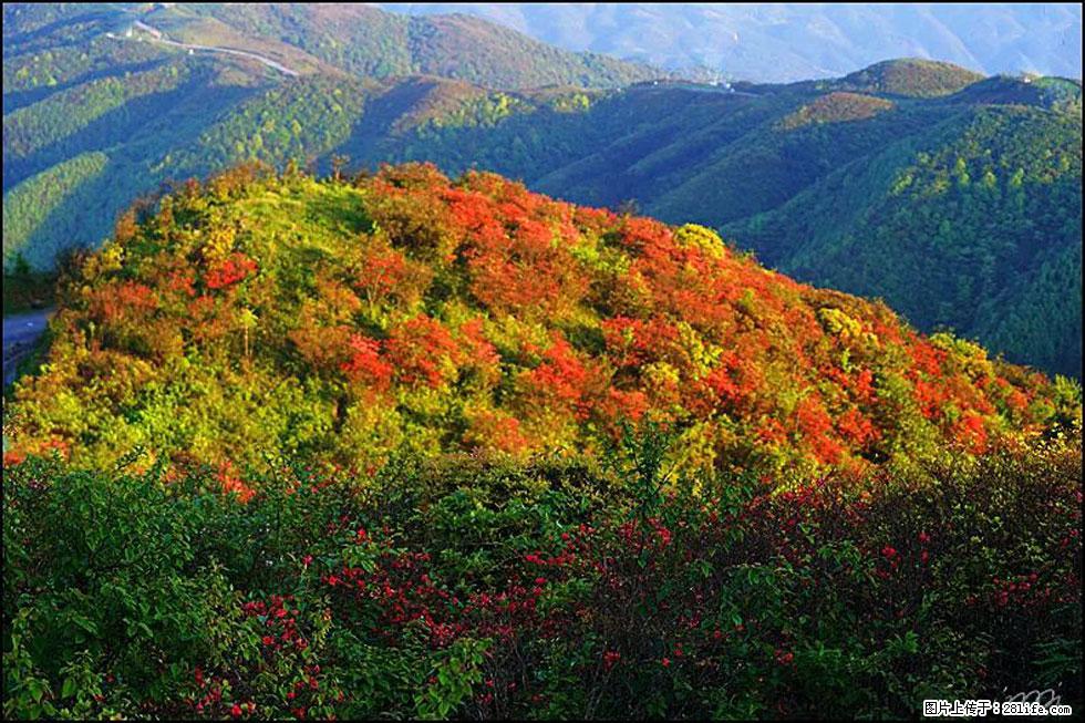 【春天，广西桂林灌阳县向您发出邀请！】春木界上映山红 - 游山玩水 - 渭南生活社区 - 渭南28生活网 wn.28life.net