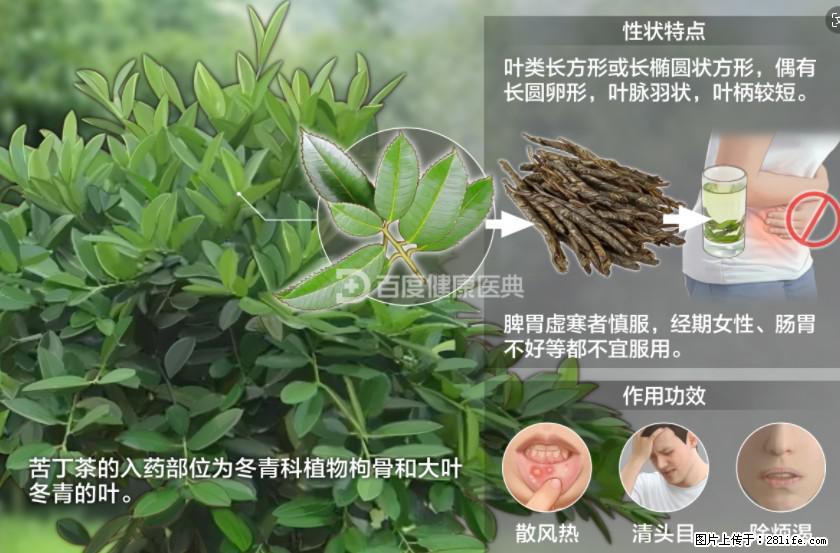 苦丁茶有哪些功效和作用 - 生活百科 - 渭南生活社区 - 渭南28生活网 wn.28life.net