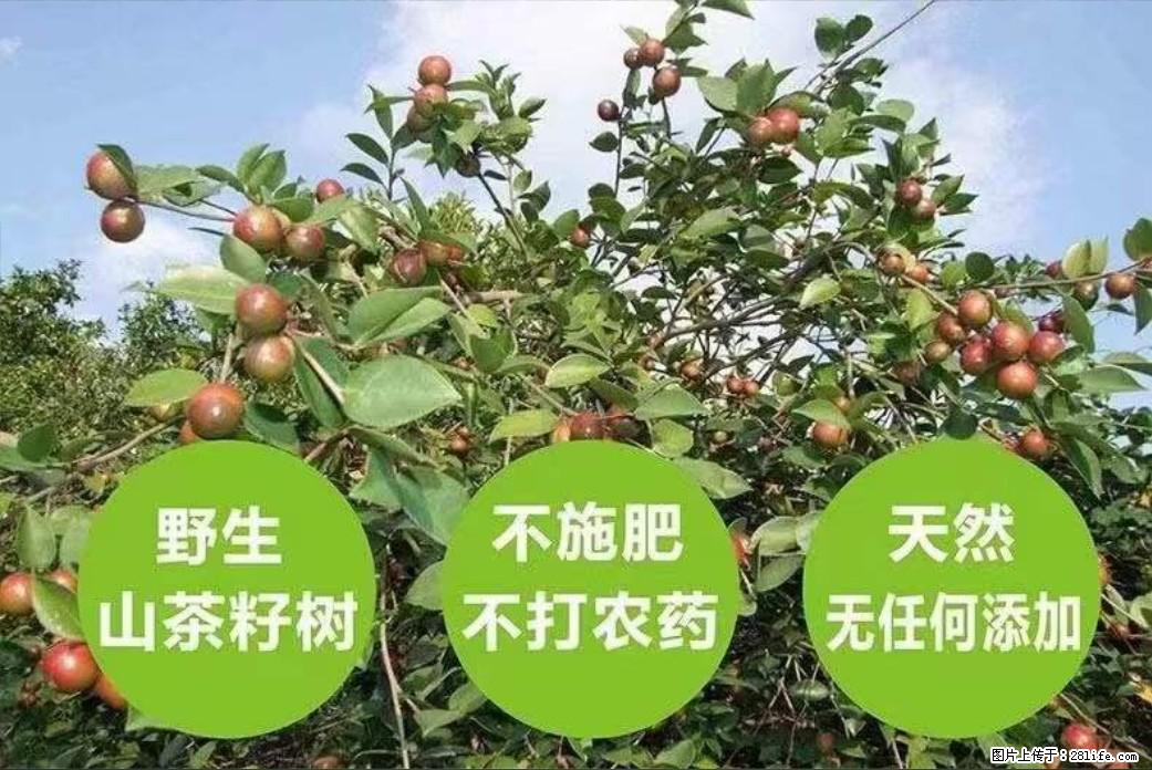 【灌阳县油茶产业示范区】一个有着充实的精神生活的人，对待身外之物自会有一种淡泊的态度 - 土特产 - 饮食特产 - 渭南分类信息 - 渭南28生活网 wn.28life.net