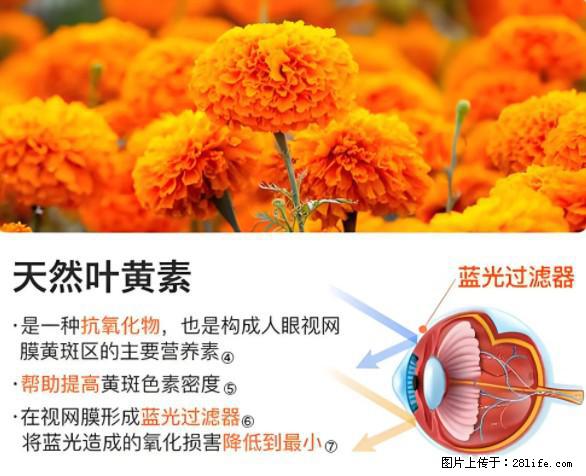 叶黄素有什么功效和作用 - 生活百科 - 渭南生活社区 - 渭南28生活网 wn.28life.net