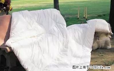 被子有异味？只要这样做，比晒太阳还强100倍！ - 家居生活 - 渭南生活社区 - 渭南28生活网 wn.28life.net