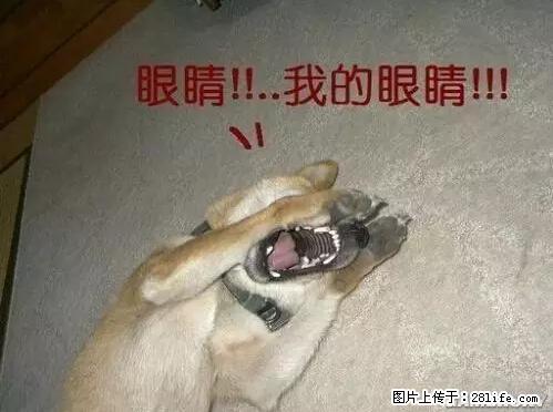 笑癫了！一女的怀孕三年未生，他终于忍不住了... - 娱乐八卦 - 渭南生活社区 - 渭南28生活网 wn.28life.net