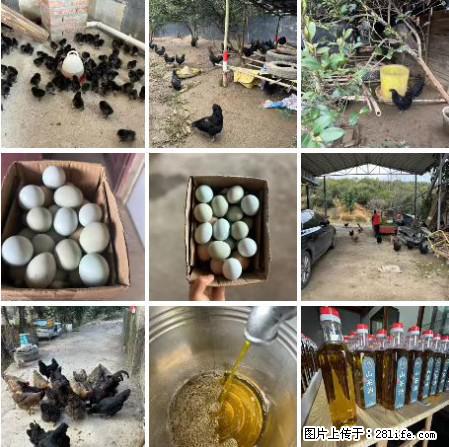 油茶园从小鸡仔开始养起的纯土鸡、土鸡蛋可以预定啦！还有前几天刚榨的纯山茶油哦 - 土特产 - 饮食特产 - 渭南分类信息 - 渭南28生活网 wn.28life.net