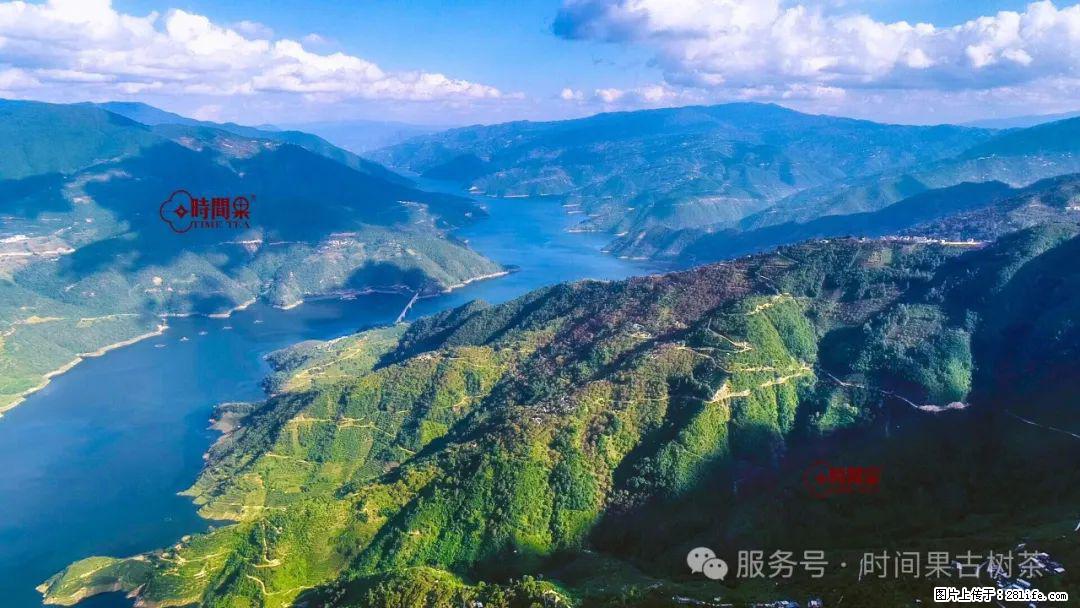 时间果百年古树龙珠普洱生茶 - 购物交流 - 渭南生活社区 - 渭南28生活网 wn.28life.net