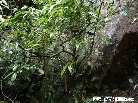 平乐石崖茶,珍贵仅次于金花茶 - 渭南生活资讯 - 渭南28生活网 wn.28life.net