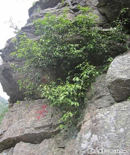 平乐石崖茶,珍贵仅次于金花茶 - 渭南生活资讯 - 渭南28生活网 wn.28life.net