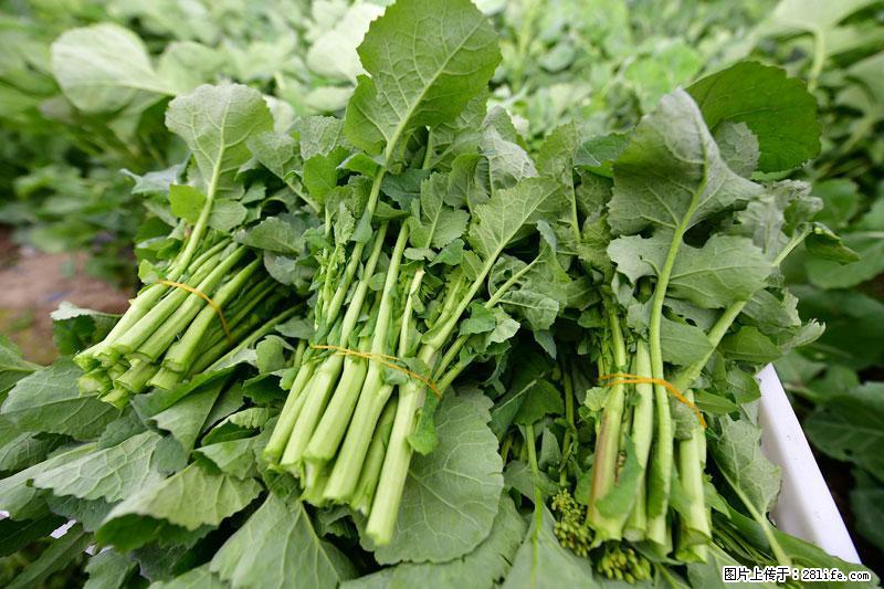 这些蔬菜是“天然钙片”，这6种被医生重点推荐 - 渭南生活资讯 - 渭南28生活网 wn.28life.net